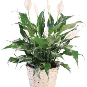 BLOOMING PEACE LILY