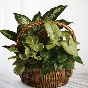 SYMPATHY GARDEN DELUXE